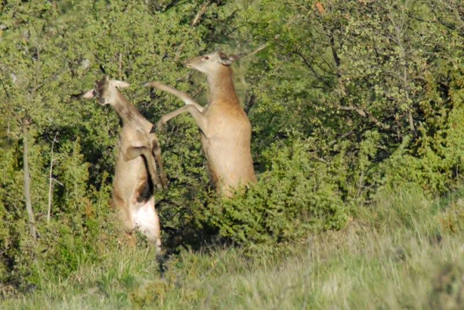 PASSIONE PER IL CERVO